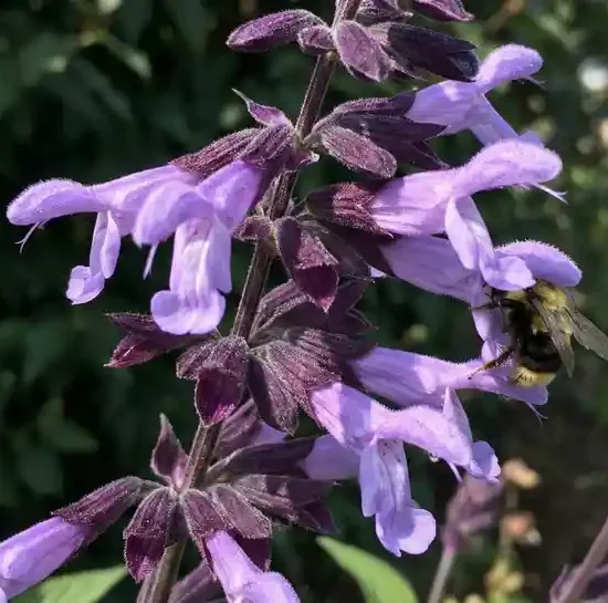 Sauge guarani 'Rockin ' lavender ®'