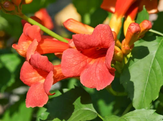 Bignone 'Indian summer'