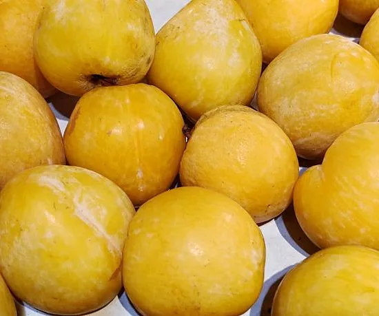 Prunier nain