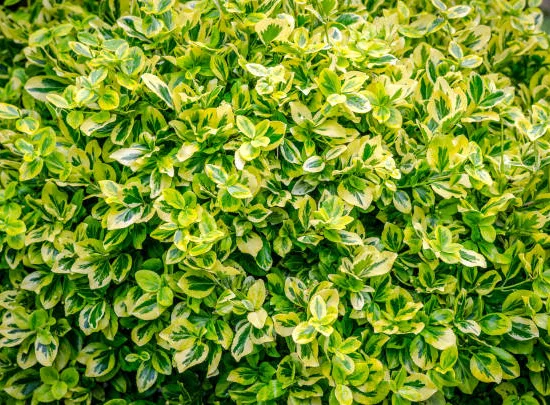 Fusain de fortune 'Emerald n gold'