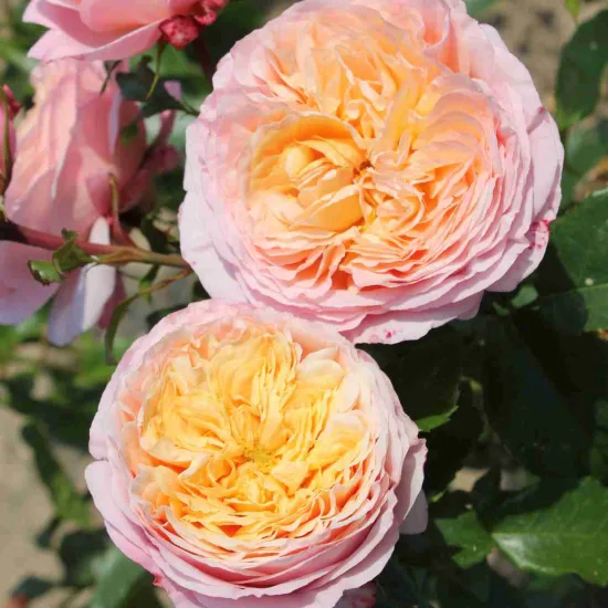 Rosier 'Domaine de chantilly '