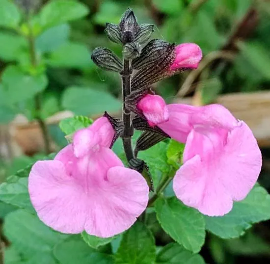 Sauge microphylle "salvinio pink"