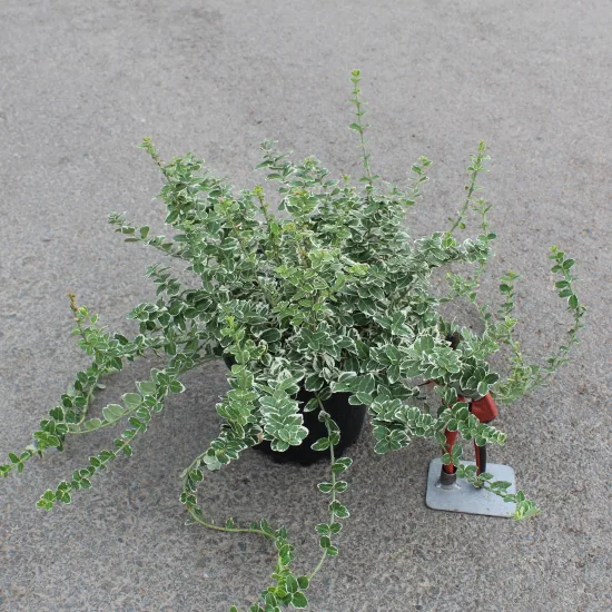 Fusain de fortune 'Emerald gaiety'