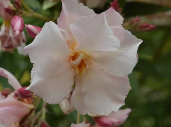 Laurier rose 'Rosee du ventoux'