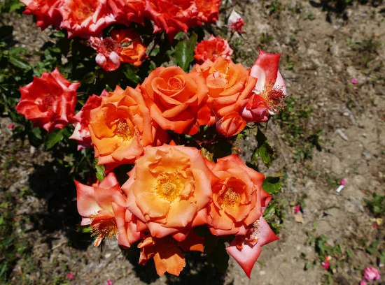 Rosier 'Acapulco '