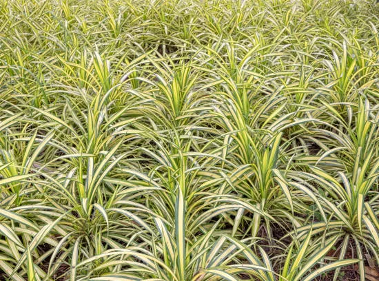 Chlorophyte chevelue, Phalangère, Plante araignée