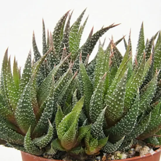 Haworthia attenuata