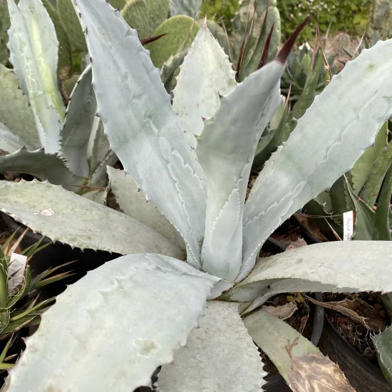 Agave franzosinii
