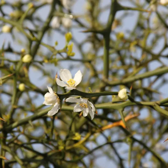 Citronnier épineux