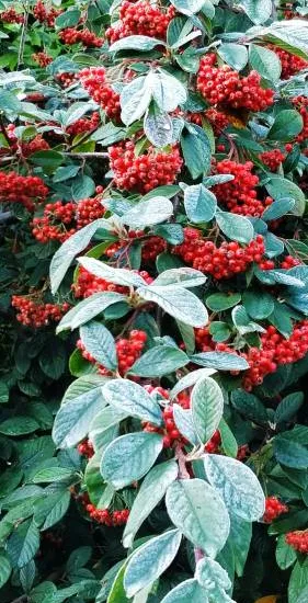 Cotoneaster 'Non'