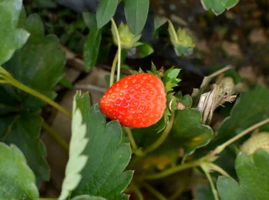 Fraisier 'Pink wonder'
