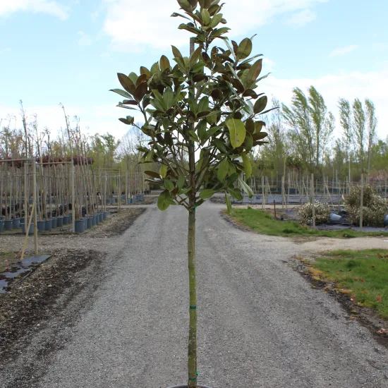 Magnolia de la galissonnière 'Galissoniere'