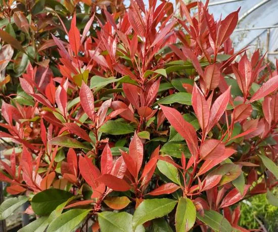Photinia 'Little red robin'