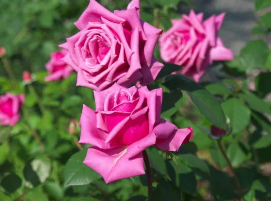 Rosier 'Parfum royal  '