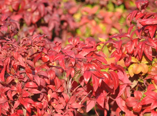 Nandina 'Seika'