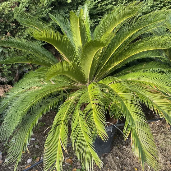 Cycas du Japon