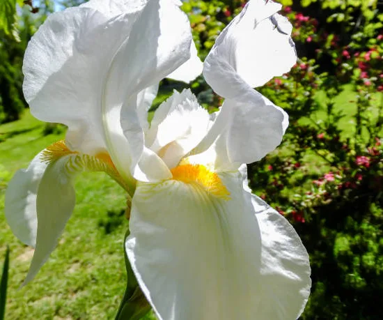 Iris d'allemagne 'Reine des neiges blanc'
