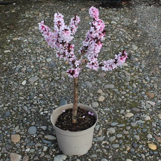 Pêcher 'Crimson'