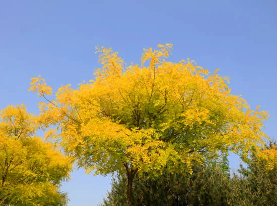 Robinier faux-acacia 'Frisia'