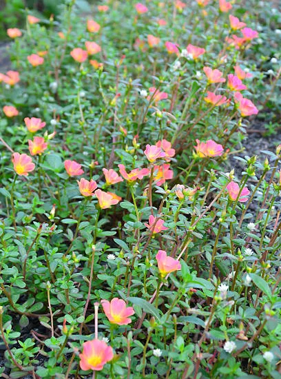 Potentille 'Double punch peach'