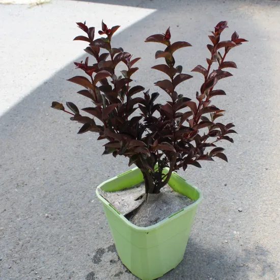 Lilas des indes 'Fusion'