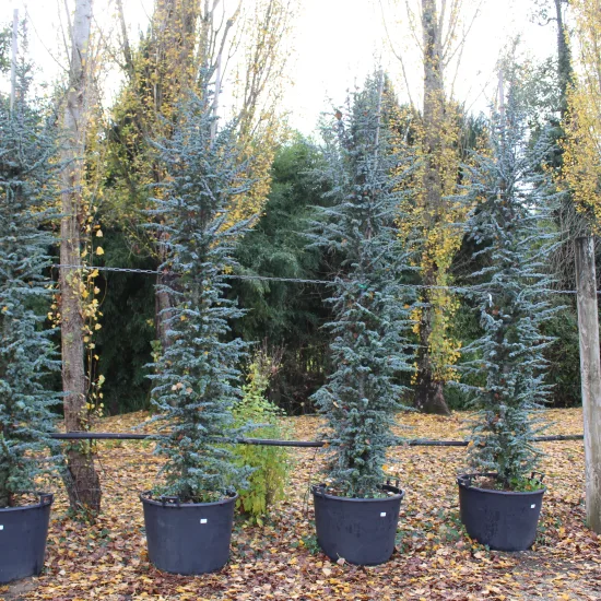 Cèdre bleu de l'atlas pyramidal 'Glauca pyramidalis'