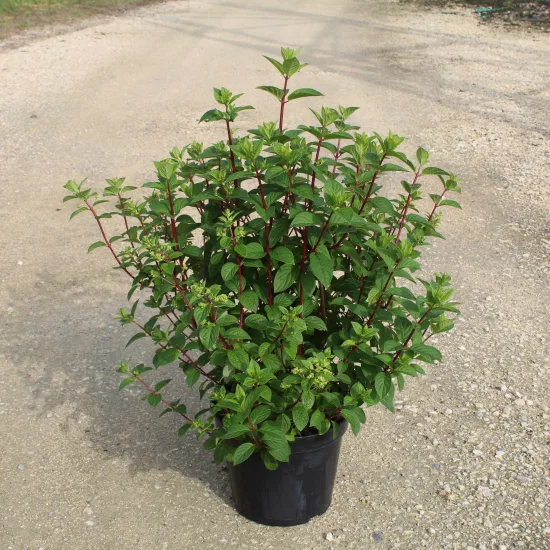 Hortensia paniculé 'Sundae fraise'