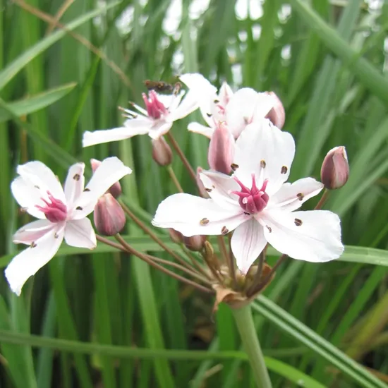 Jonc fleuri