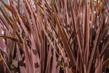 Cordyline 'Red star'