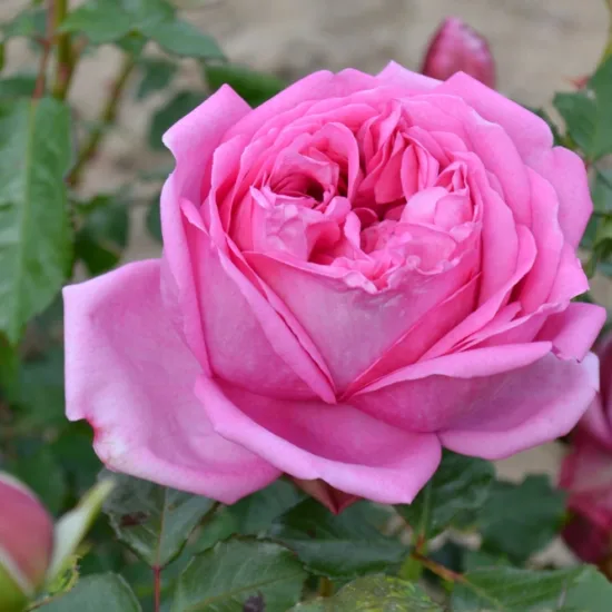 Rosier 'Pompadour '
