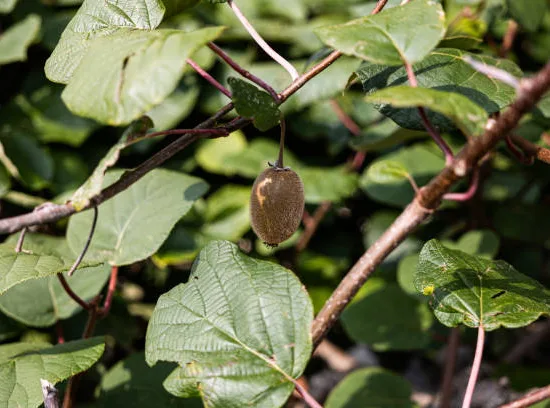 Kiwi 'Solo'