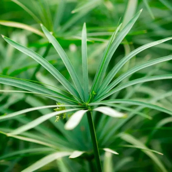 Papyrus à feuilles alternes