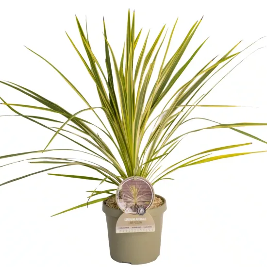 Cordyline 'Lime passion'