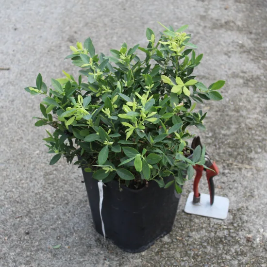 Myrtille arbustive 'Blue pearl'