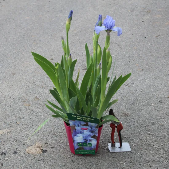 Iris 'Bel azur bleu'