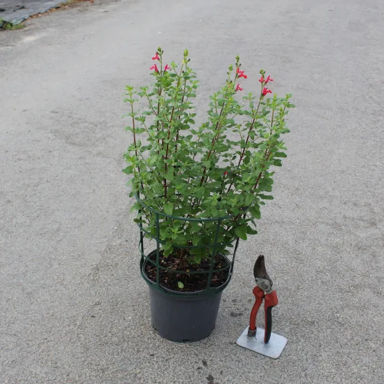 Sauge de graham 'Grahamii'