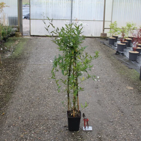 Morelle faux jasmin 'Album'