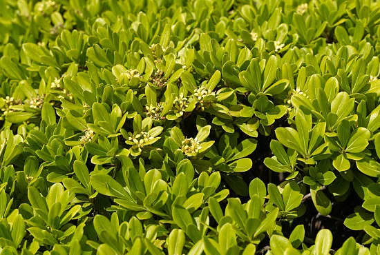 Pittosporum de chine 'Nana'