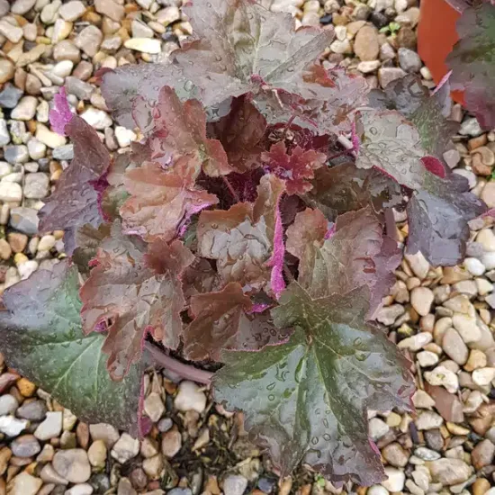 Heuchères 'Palace purple'