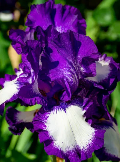 Iris d'allemagne 'Mariposa autumn violet'