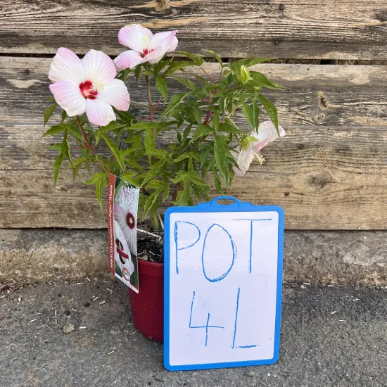 Hibiscus 'Akata'