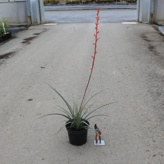 Yucca rouge