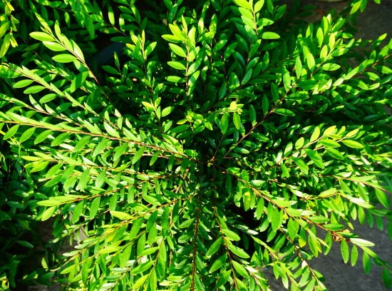 Chèvrefeuille cupule