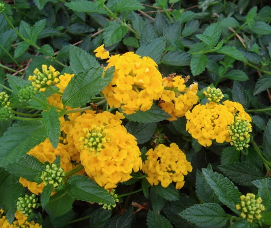 Lantanier Jaune