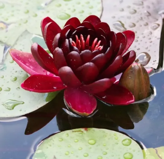 Nénuphar 'Black princess'