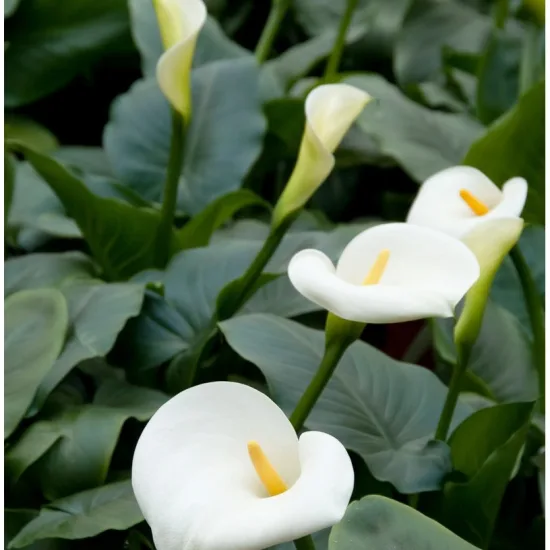 Arum blanc d'ethiopie