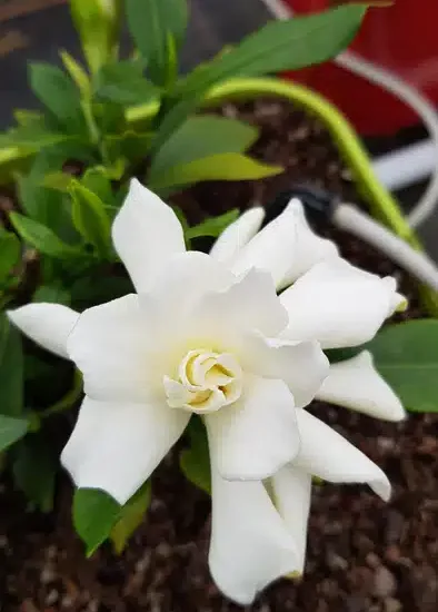 Gardenia 'Celestial star'