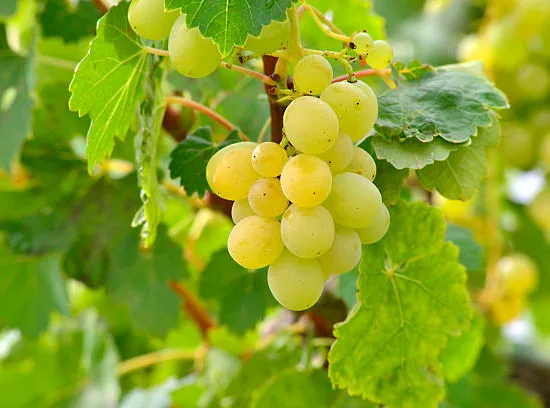 Vigne 'Candin'
