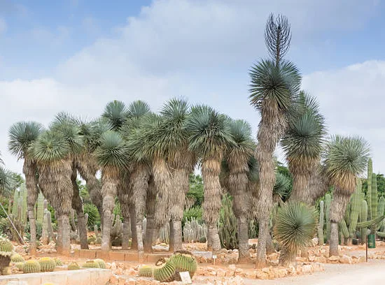Yucca 'Mediopicta'