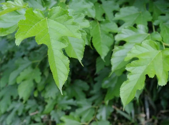 Mûrier 'Fruitless'